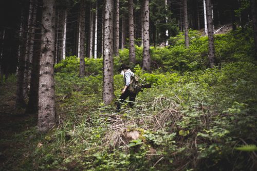 Into the woods